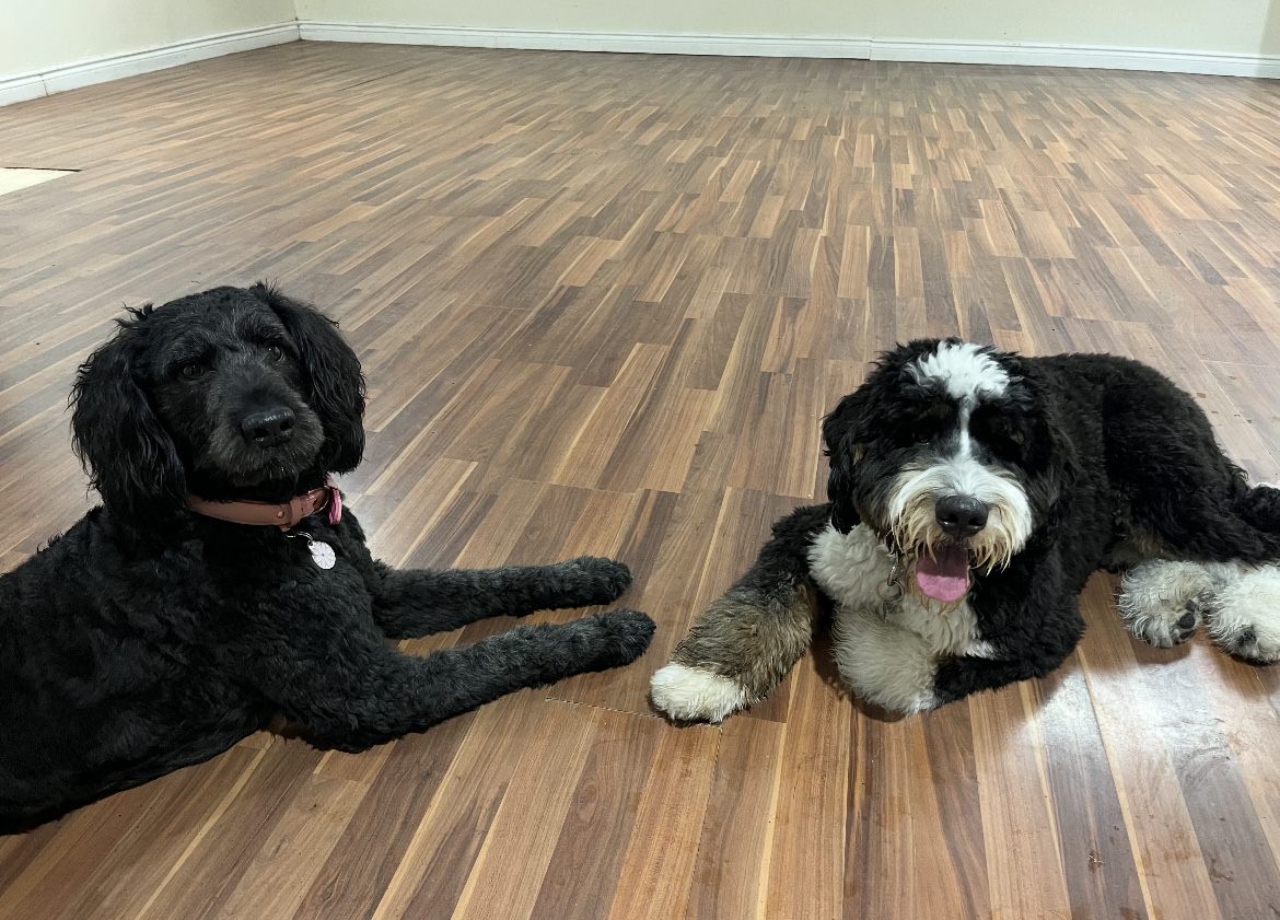 Black curly Goldendoodle and black and white Bernedoodle lying side by side on hardwood floor — boarding and daycare at Altona K9 Centre Pickering Ontario GTA