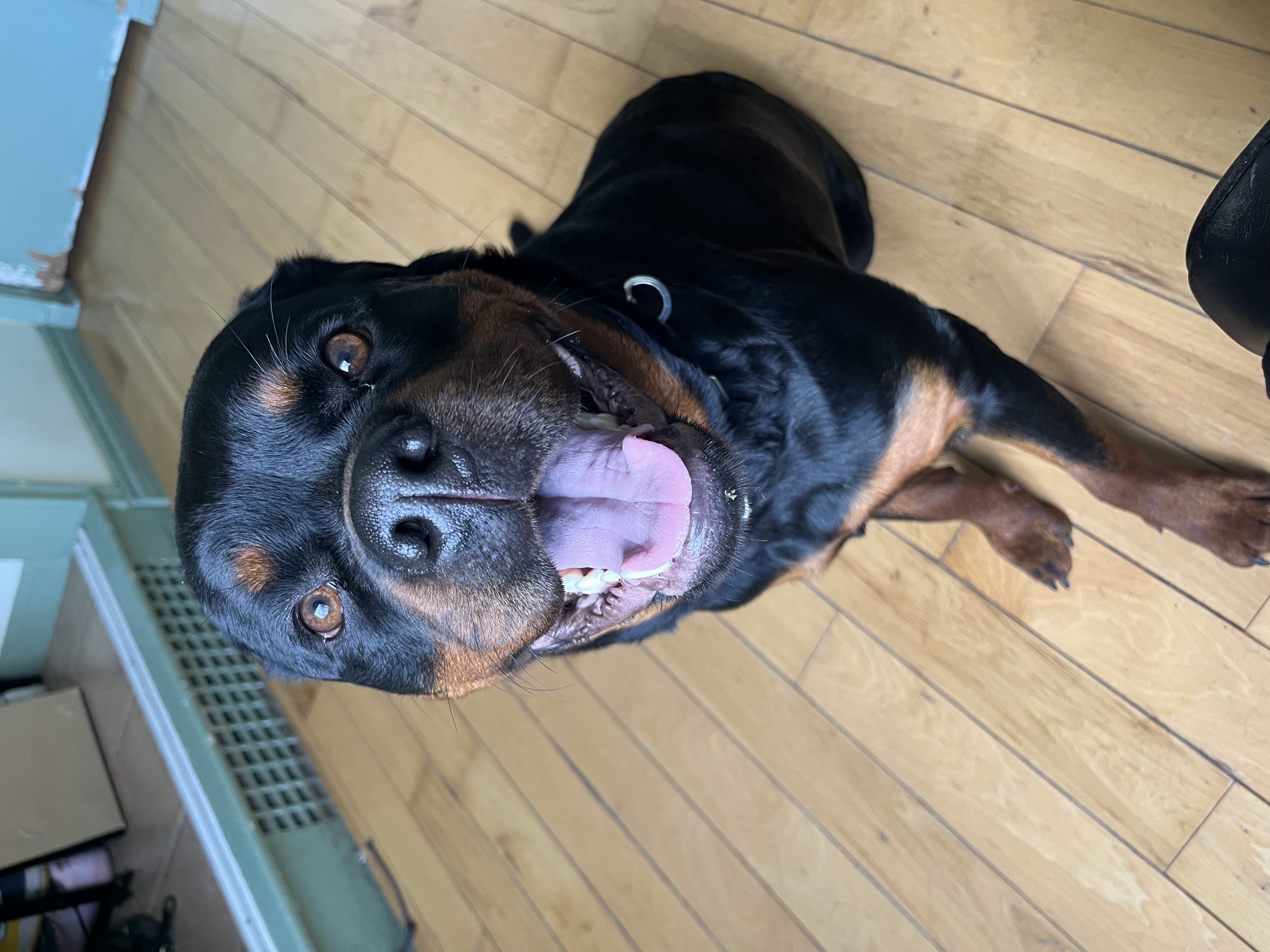 Happy Rottweiler with big open mouth smile looking up at camera on hardwood floor — boarding and daycare at Altona K9 Centre Pickering Ontario