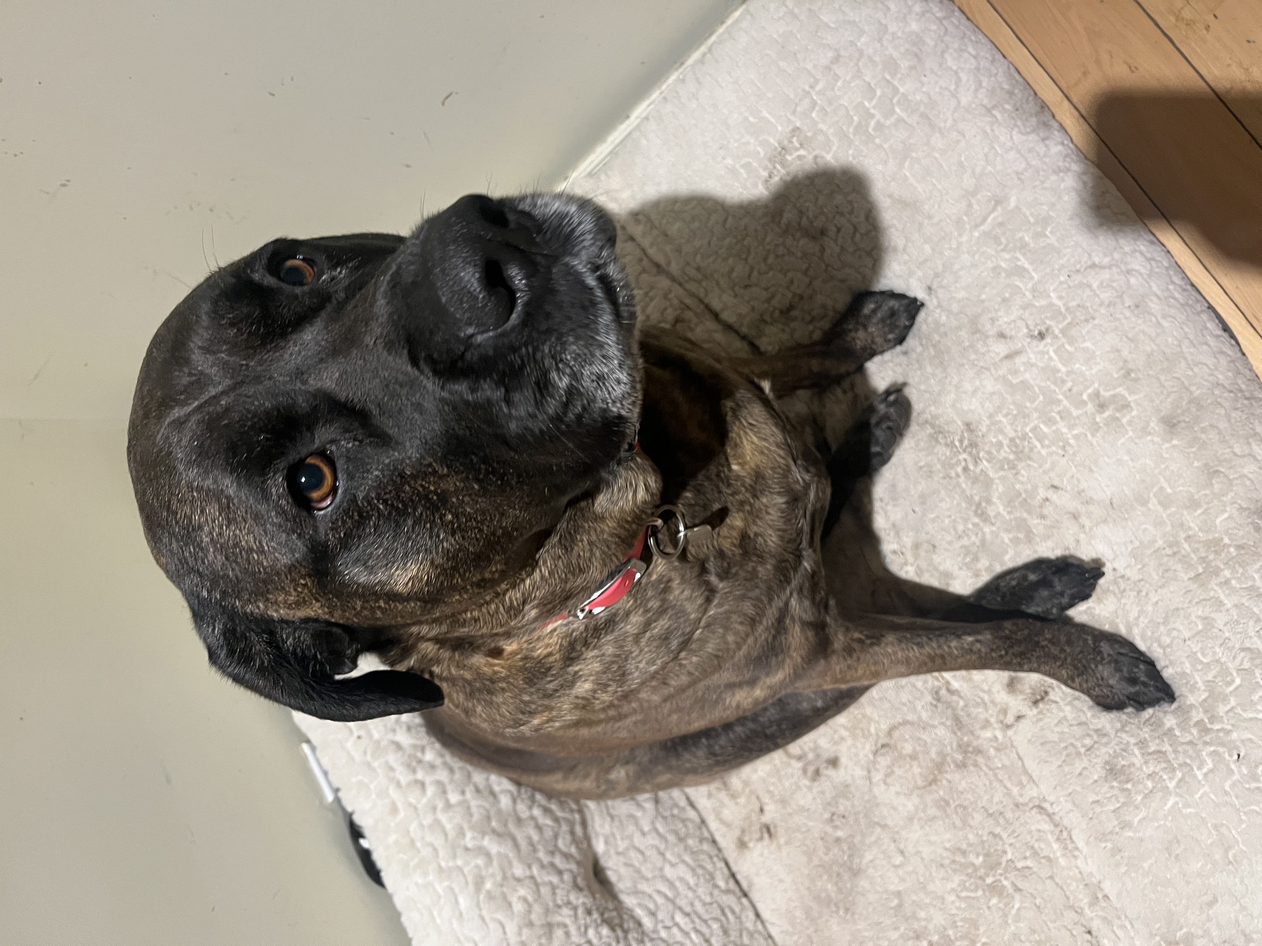 Brindle Cane Corso Mastiff sitting on a white sherpa dog bed with soulful amber eyes — boarding and protection breeds at Altona K9 Centre Pickering Ontario