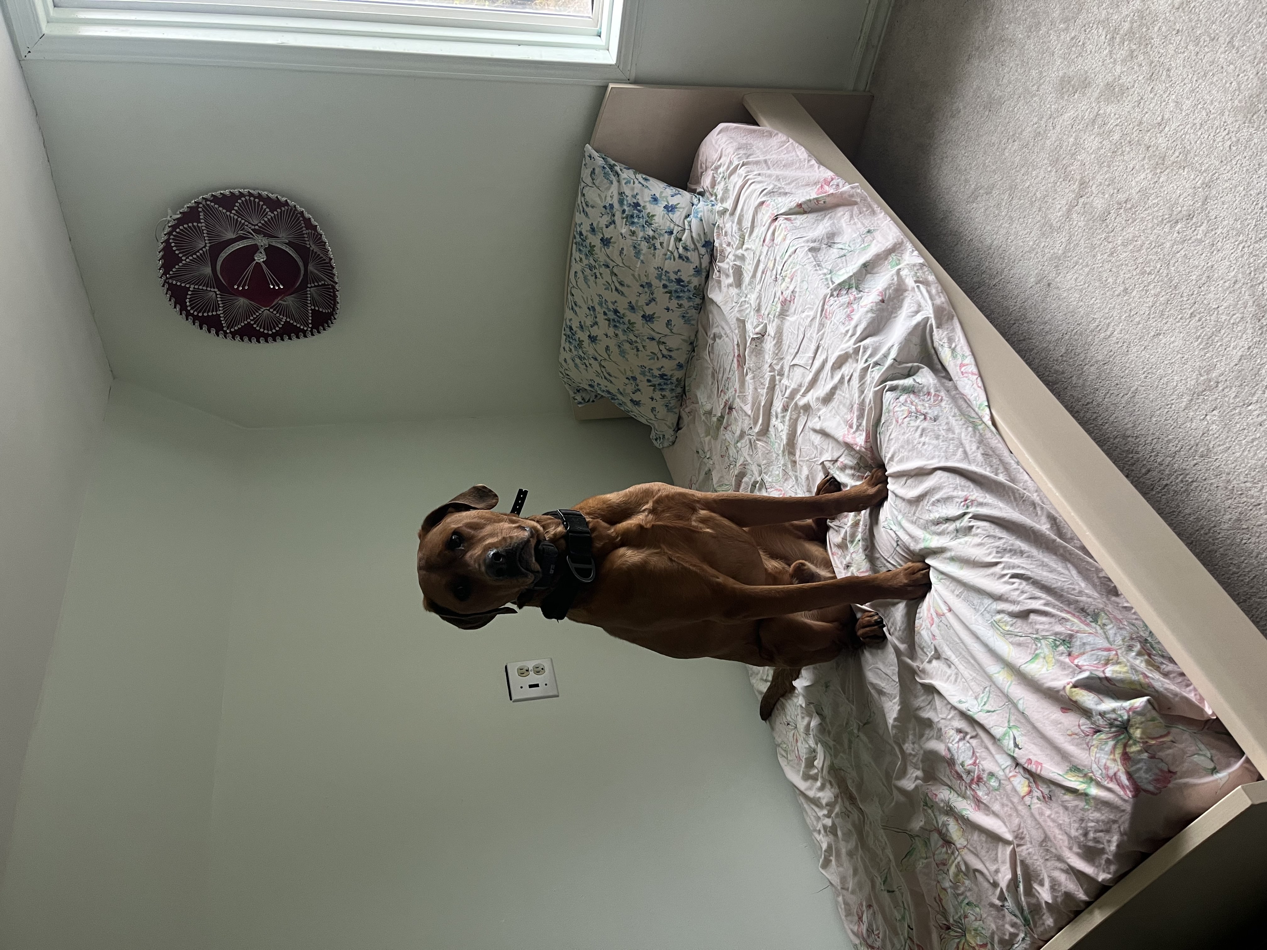 Regal Rhodesian Ridgeback sitting on a floral bedspread in a bright room with natural light — boarding and daycare at Altona K9 Centre Pickering Ontario GTA