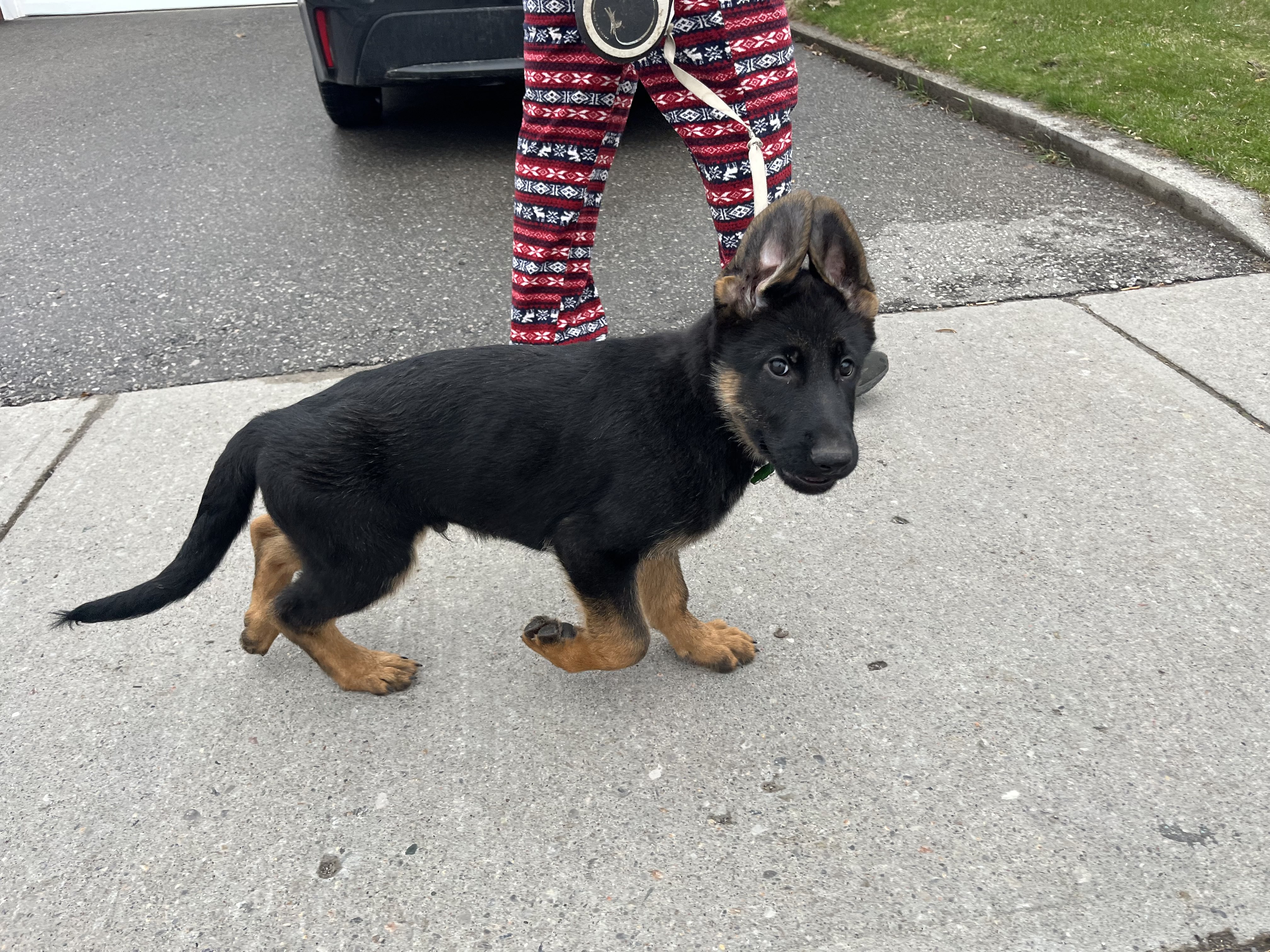 Tiny black and tan German Shepherd puppy walking on a sidewalk on a leash with floppy ears — puppy obedience training first walk at Altona K9 Centre Pickering Ontario GTA