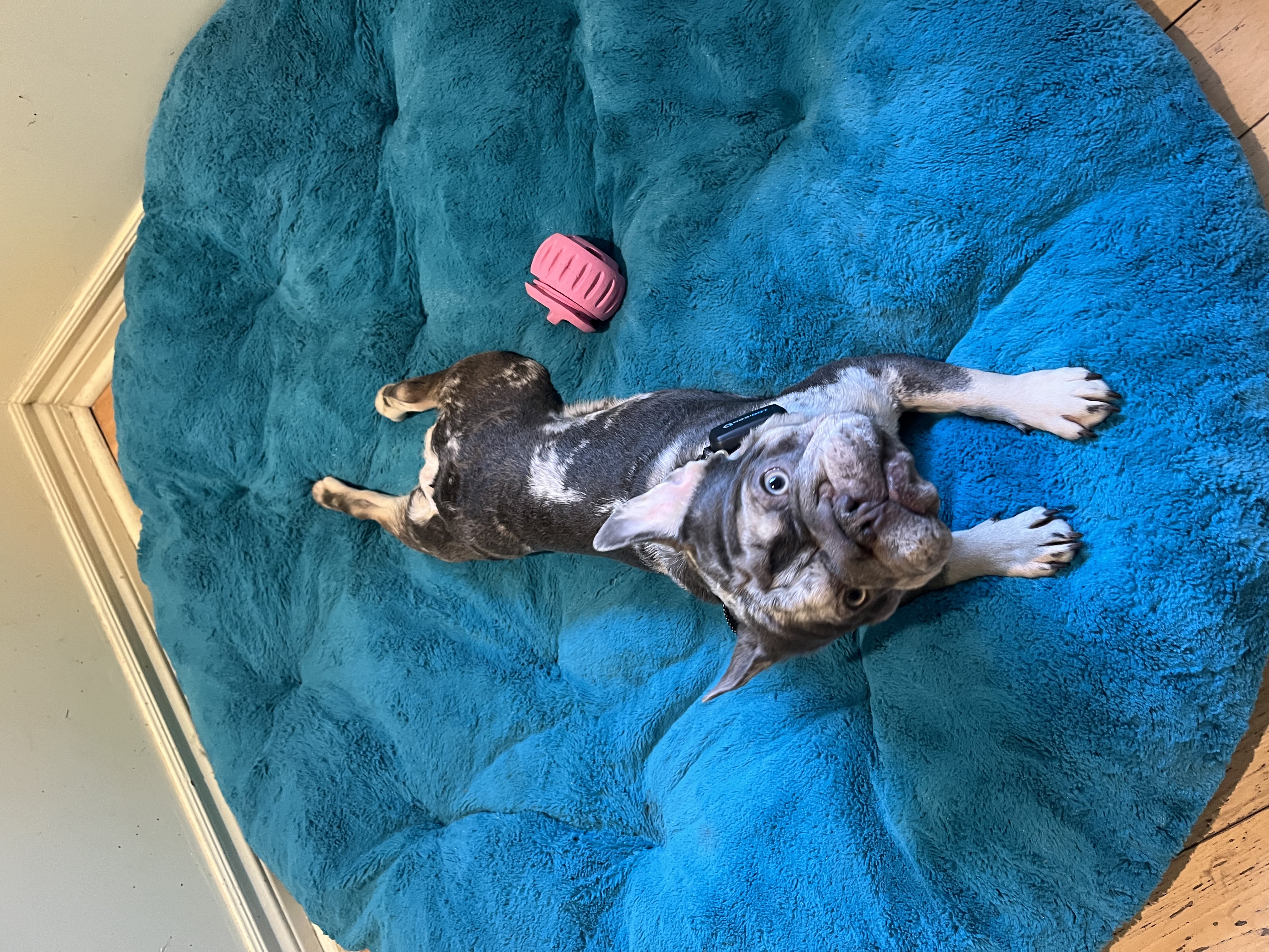 Beautiful merle brindle French Bulldog stretched out in a sploot pose on a fluffy teal pet bed with pink toy ball — boarding and daycare at Altona K9 Centre Pickering Ontario