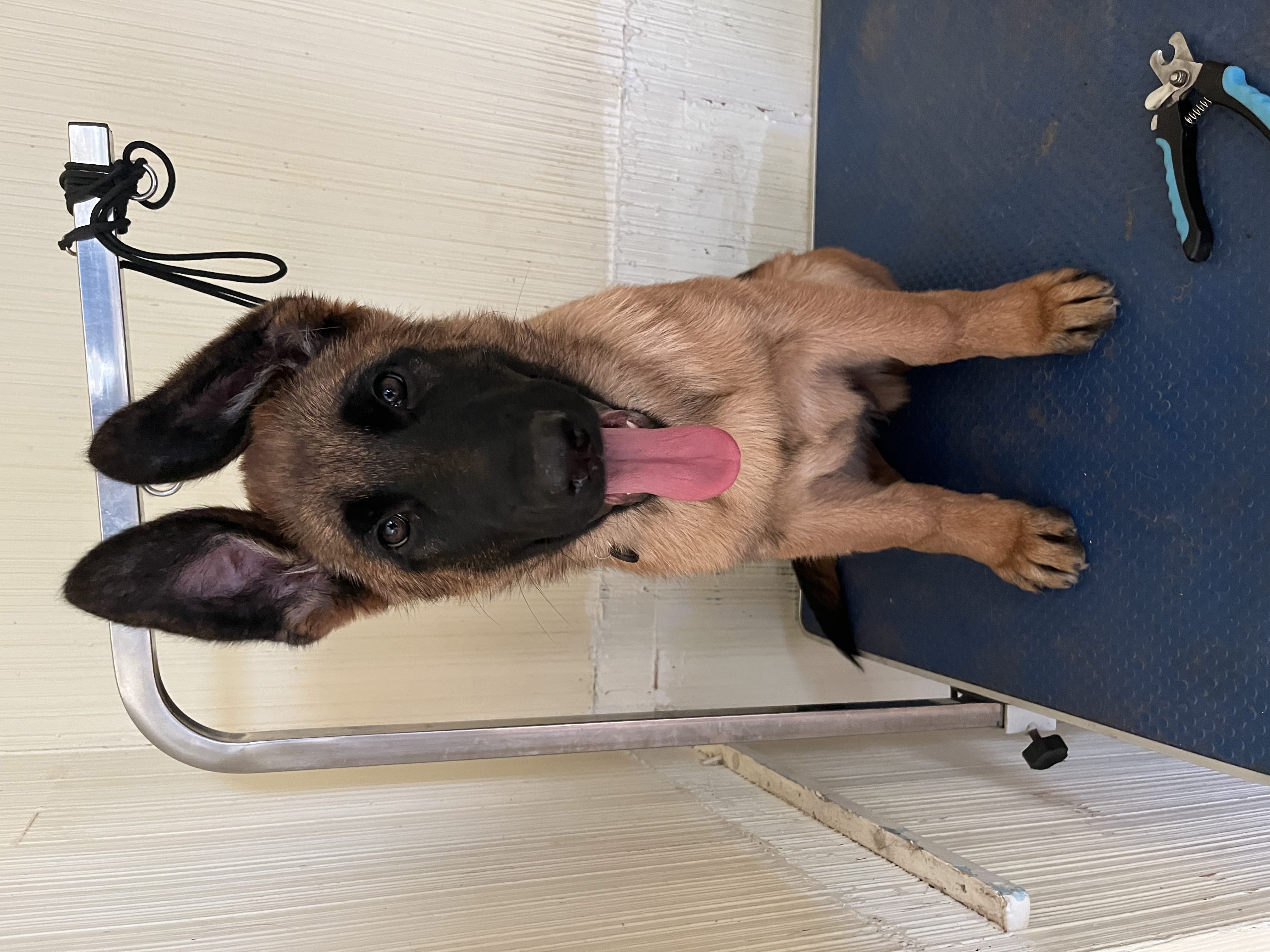 Adorable Belgian Malinois puppy with big ears and pink tongue sitting on grooming table with nail clippers — puppy grooming and training at Altona K9 Centre Pickering Ontario GTA