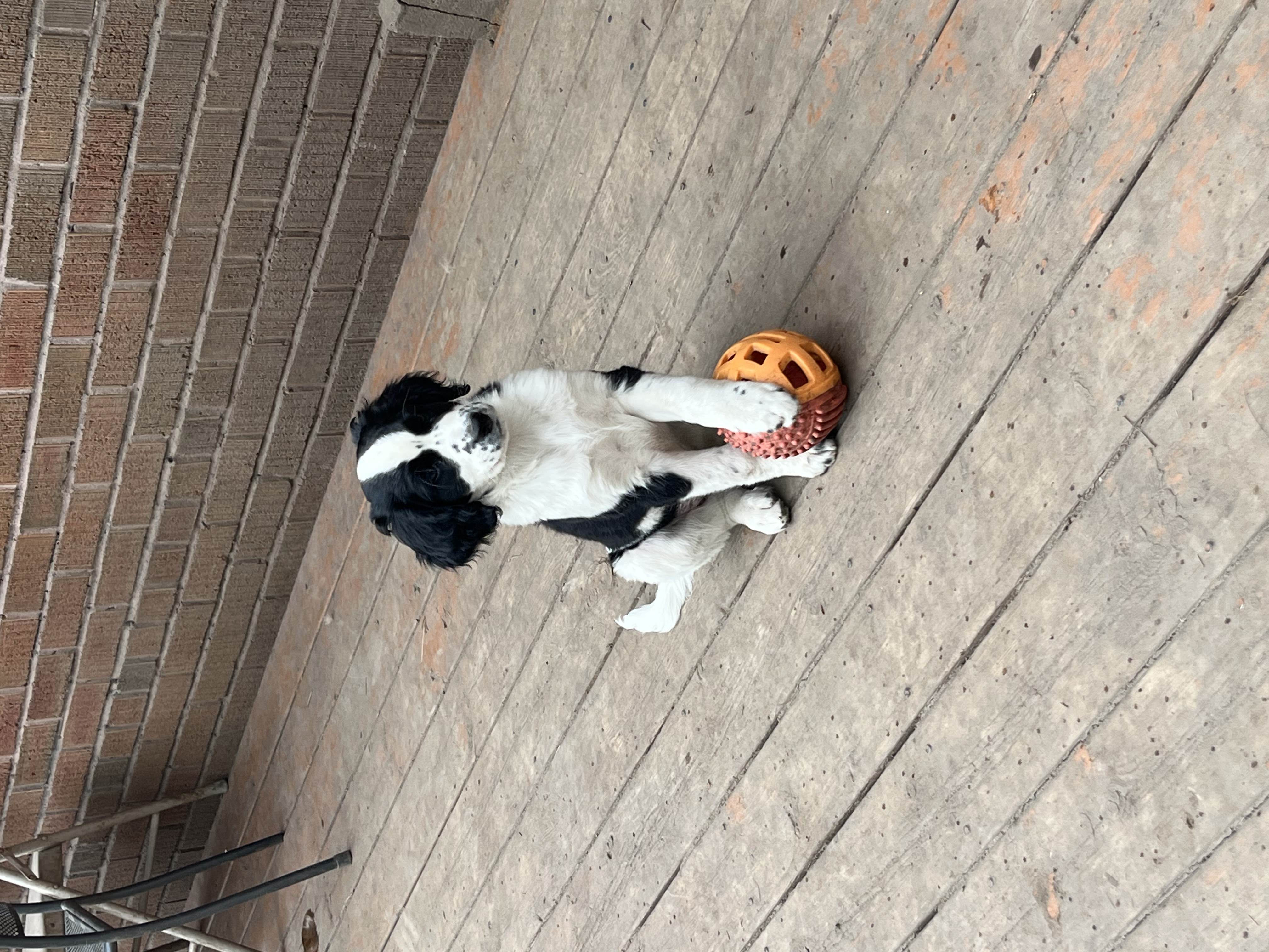 Black and white Springer Spaniel puppy sitting on wooden deck with orange rubber ball between paws and brick wall behind — puppy daycare at Altona K9 Centre Pickering Ontario GTA