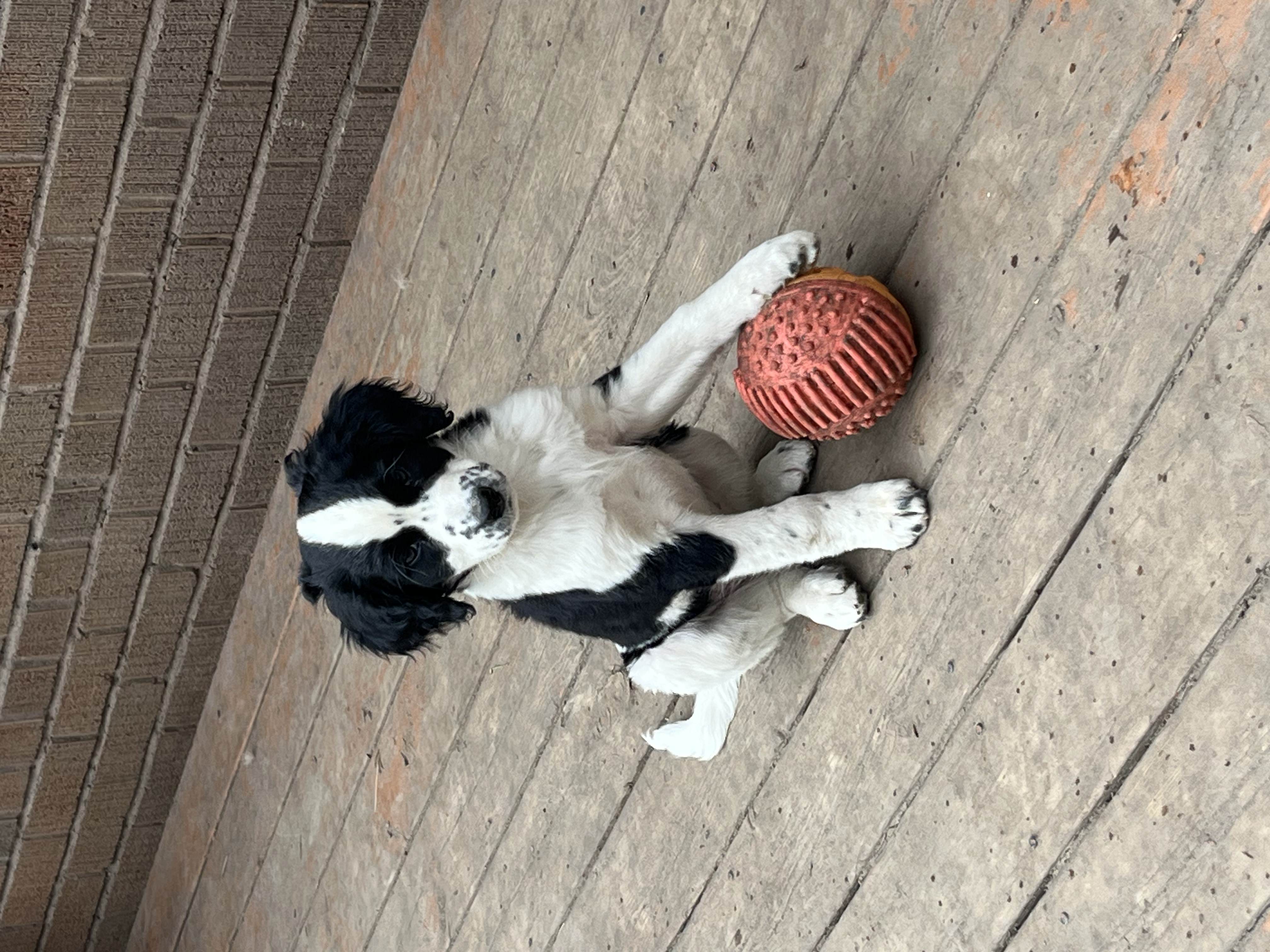 Cute black and white English Springer Spaniel puppy looking at camera with red rubber ball on weathered wooden deck — puppy socialisation at Altona K9 Centre Pickering Ontario