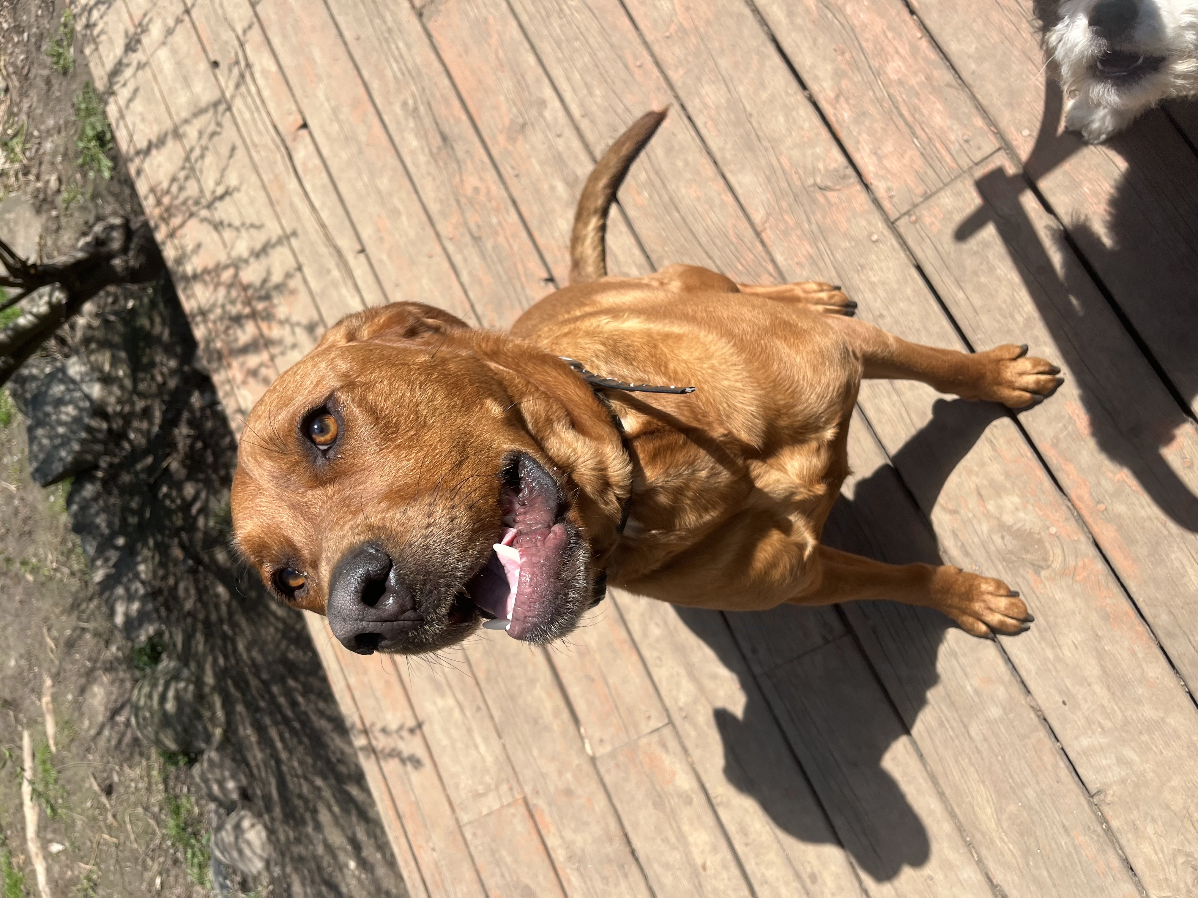 Happy red Labrador Rhodesian Ridgeback mix sitting on sunny wooden deck looking up with big smile and tongue out — doggy daycare at Altona K9 Centre Pickering Ontario GTA