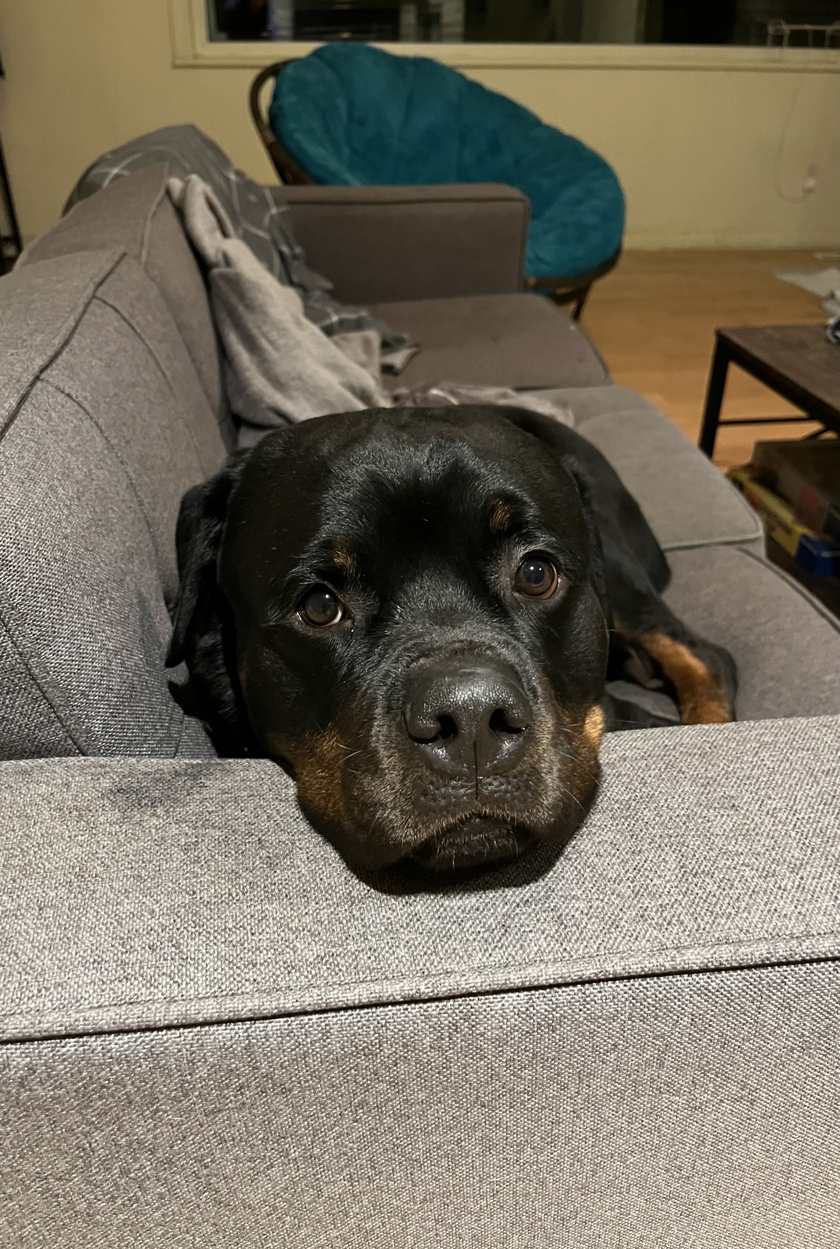 Rottweiler resting chin on grey couch cushion with soulful brown eyes looking at camera with teal papasan chair in background — boarding and protection dog care at Altona K9 Centre Pickering Ontario GTA