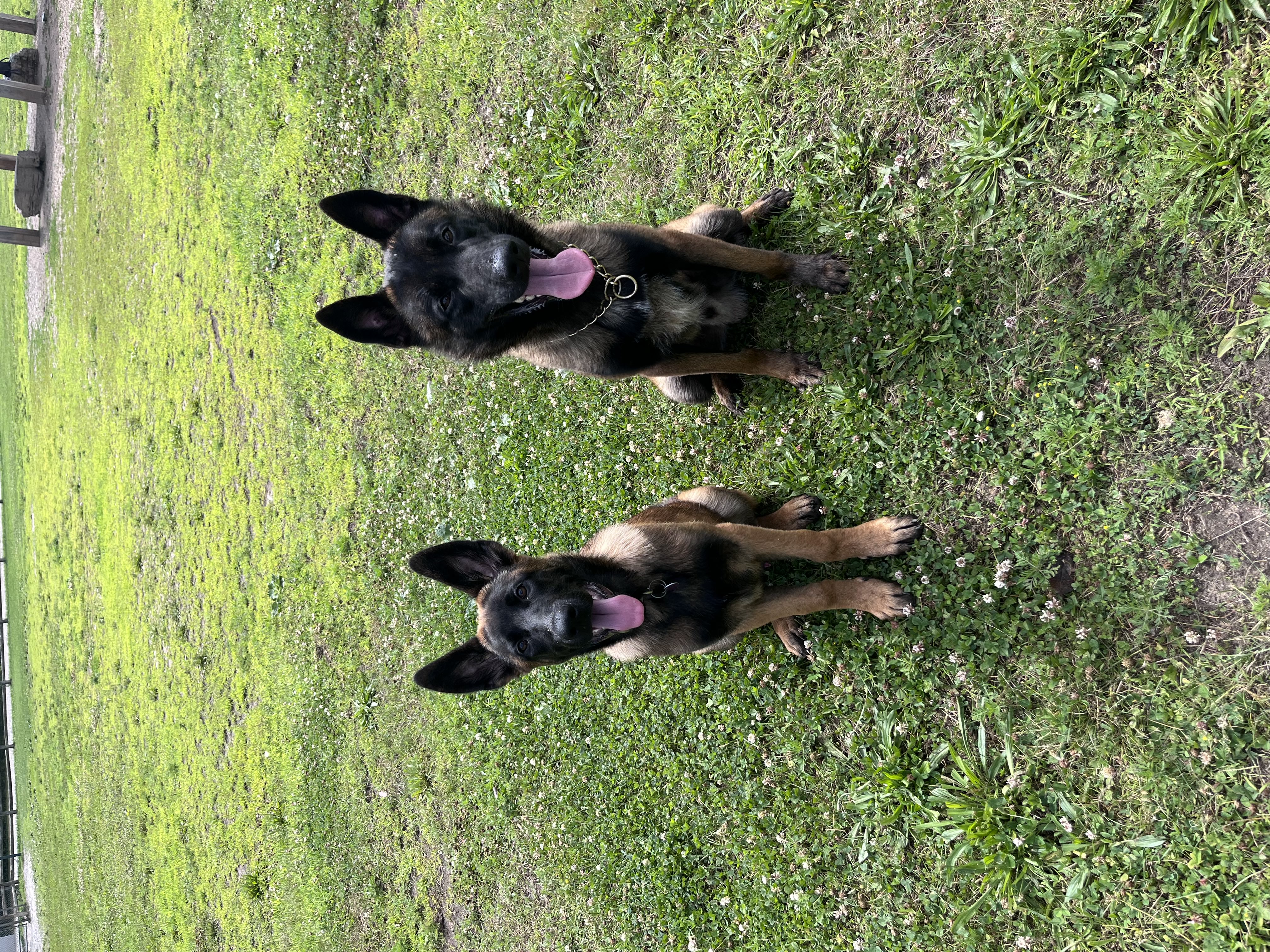 Belgian Malinois puppy and dark sable German Shepherd puppy sitting side by side on green clover grass with tongues out — puppy obedience training at Altona K9 Centre Pickering Ontario GTA