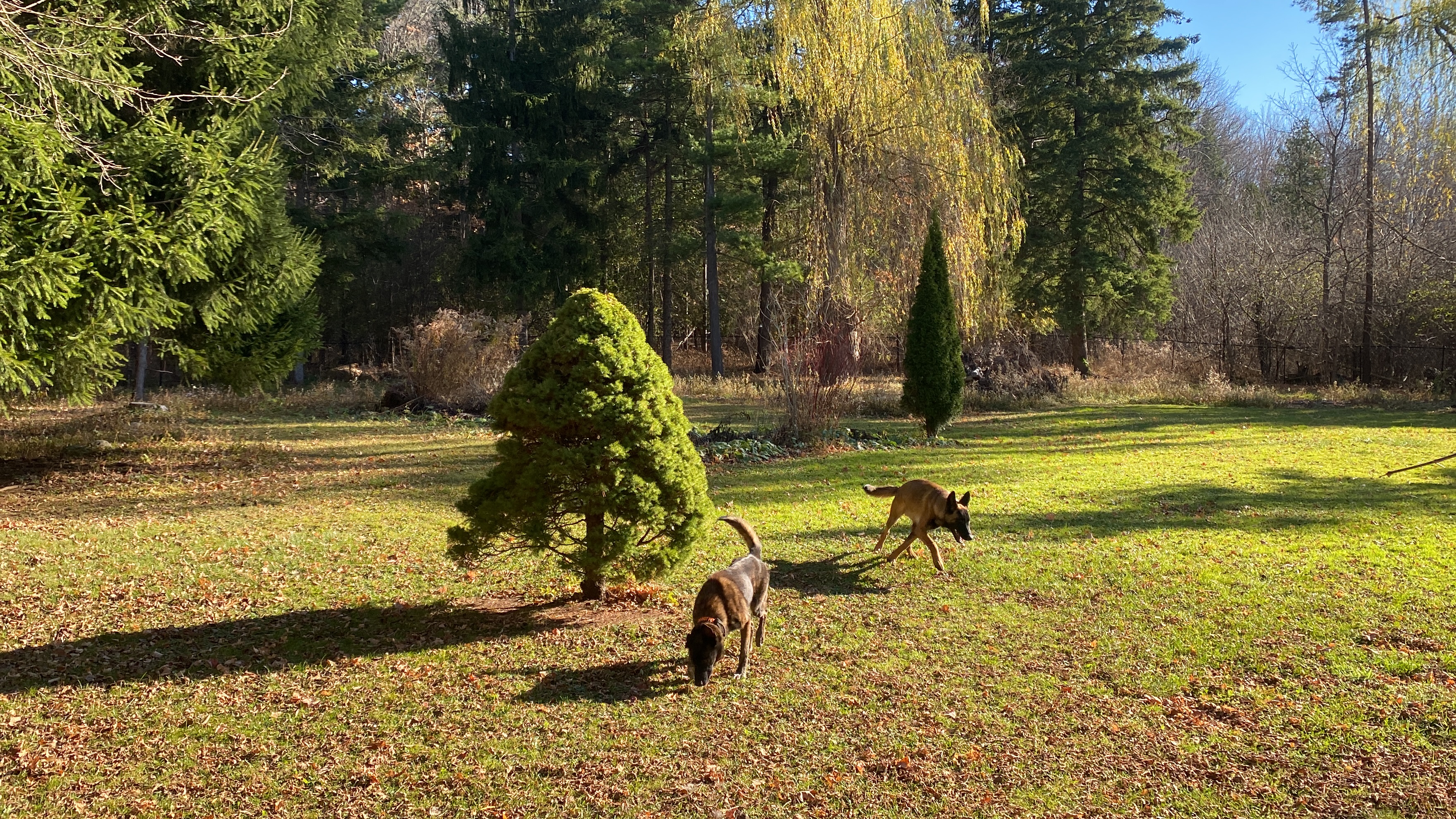 Two Belgian Malinois dogs exploring a beautiful autumn property with golden sunlight and evergreen trees — outdoor training and daycare at Altona K9 Centre Pickering Ontario GTA