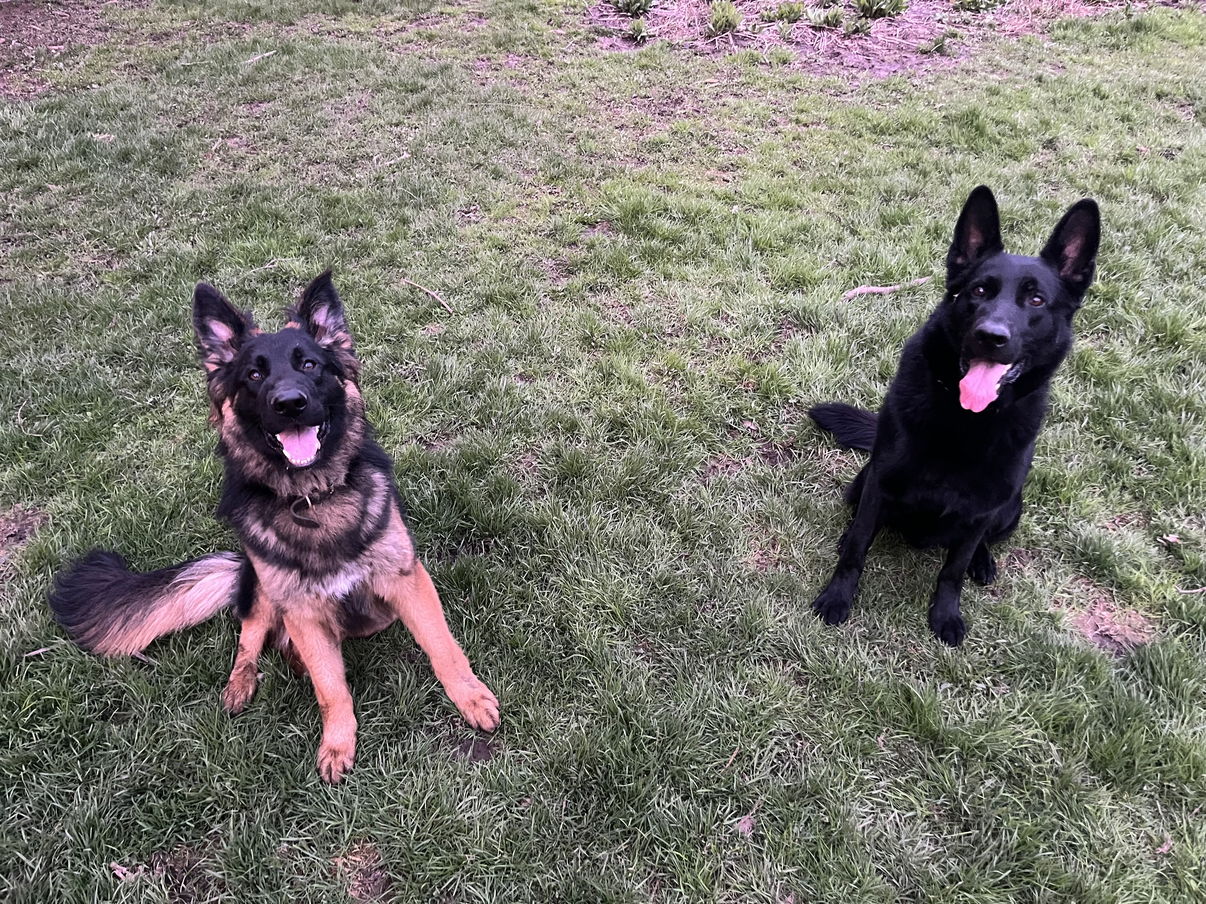 Rottweiler lying with tongue out and black Belgian Malinois resting together on hardwood floor — boarding and daycare at Altona K9 Centre Pickering Ontario GTA